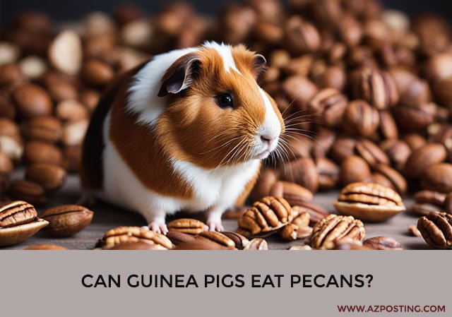 Can Guinea Pigs Eat Pecans?