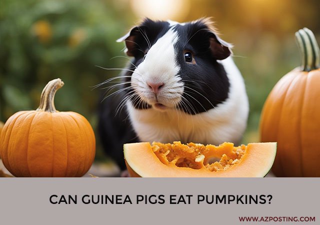 Can Guinea Pigs Eat Pumpkins?