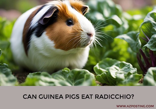 Can Guinea Pigs Eat Radicchio?