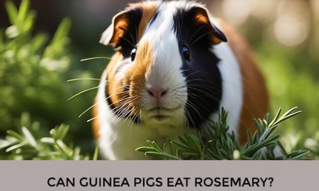 Can Guinea Pigs Eat Rosemary?