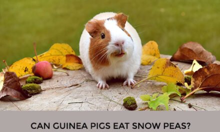 Can Guinea Pigs Eat Snow Peas?