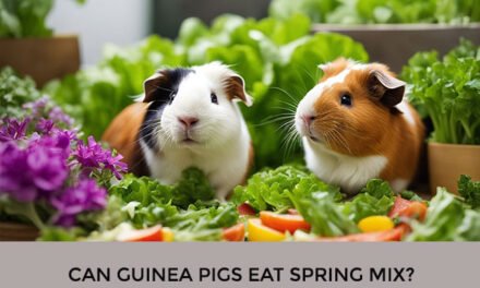 Can Guinea Pigs Eat Spring Mix?