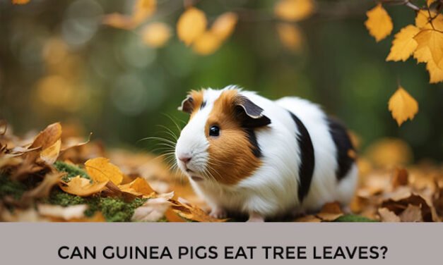 Can Guinea Pigs Eat Tree Leaves?