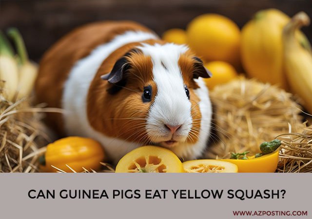 Can Guinea Pigs Eat Yellow Squash?