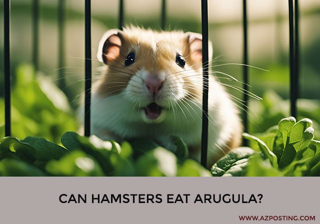 Can Hamsters Eat Arugula?